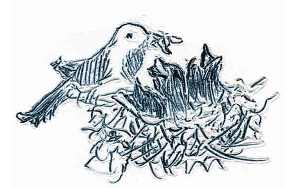 Illustration zu 'Kommt gezogen, kleine Vögel' von Frank Walka