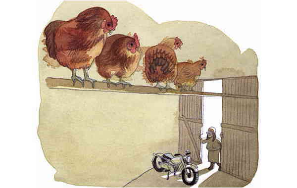Illustration zu 'Meine Oma fährt im Hühnerstall Motorrad' von Markus Lefrançois