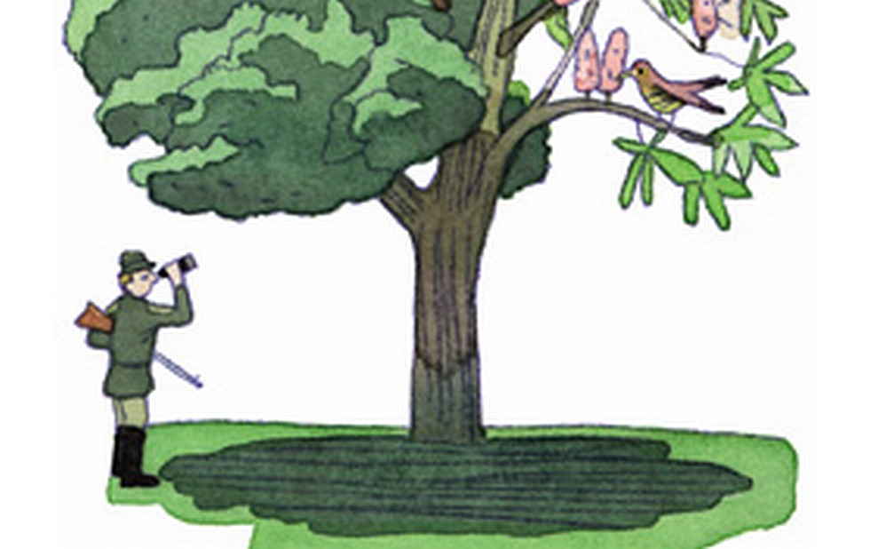 Illustration zu »Auf einem Baum ein Kuckuck saß« von Markus Lefrançois